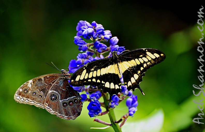 butterfly-65.jpg
