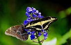 butterfly-65