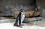 102-parque las aguilas - penguin