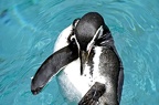 103-parque las aguilas - penguin