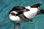 104-parque las aguilas - penguin