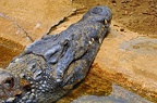 116-parque las aguilas - alligator