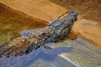 117-parque las aguilas - alligator