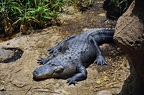 118-parque las aguilas - alligator