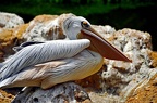 119-parque las aguilas - pelican
