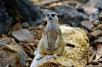 127-parque las aguilas - meerkat