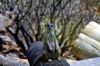 129-parque las aguilas - meerkat