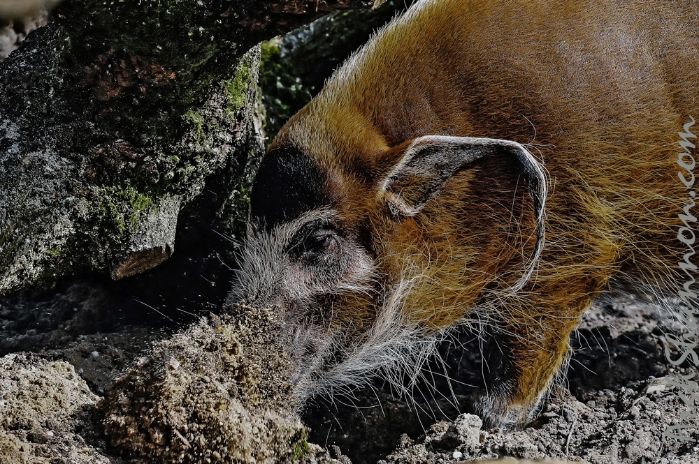 12 all-weather-zoo-animals