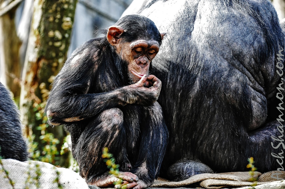 15 all-weather-zoo-animals