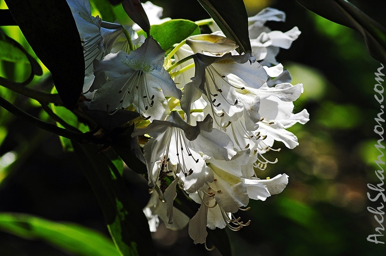 grugapark iii 29 - grugapark_iii_29.jpg grugapark_iii_29.jpg