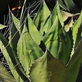 084 - botanicactus