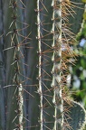 088 - botanicactus