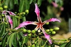 097 - botanicactus