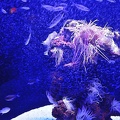 003 - palma aquarium
