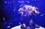 003 - palma aquarium