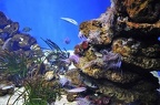 004 - palma aquarium