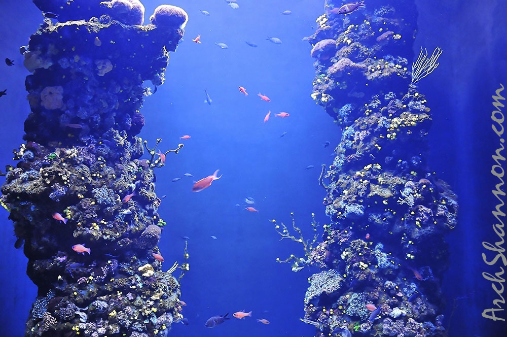 006 - palma aquarium