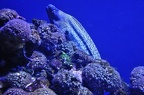 005 - palma aquarium