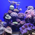 008 - palma aquarium