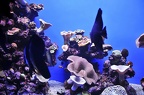 011 - palma aquarium