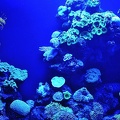 009 - palma aquarium