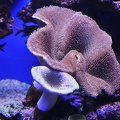 012 - palma aquarium