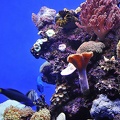 013 - palma aquarium