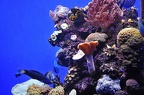 013 - palma aquarium