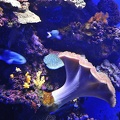 015 - palma aquarium