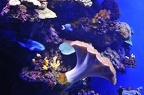 015 - palma aquarium