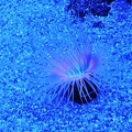018 - palma aquarium