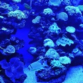 019 - palma aquarium
