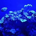 017 - palma aquarium