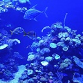 024 - palma aquarium