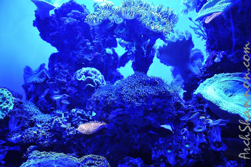 022 - palma aquarium