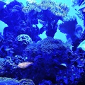 022 - palma aquarium