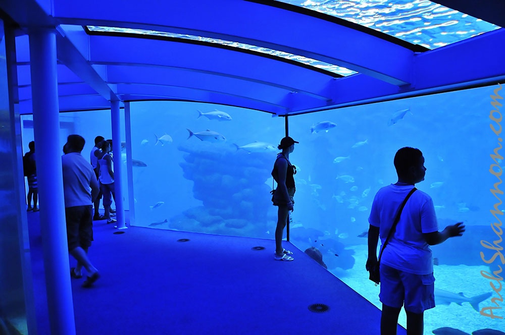 026 - palma aquarium