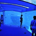 026 - palma aquarium