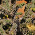 081 - botanicactus near ses salines