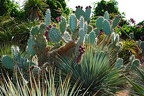 195 - botanicactus near ses salines