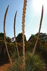 198 - botanicactus near ses salines