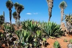 225 - botanicactus near ses salines