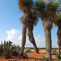 230 - botanicactus near ses salines