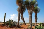 230 - botanicactus near ses salines