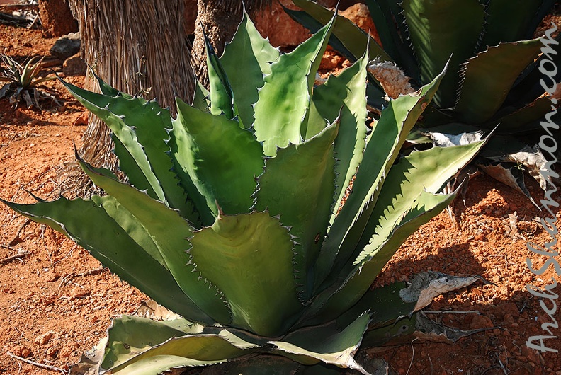 229 - botanicactus near ses salines