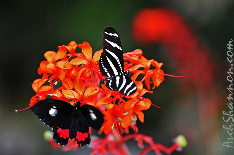 072 - icod de los vinos - mariposario del drago - 072 - icod de los vinos - mariposario del drago.jpg 072 - icod de los vinos - mariposario del drago.jpg