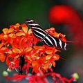 073 - icod de los vinos - mariposario del drago