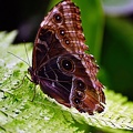 076 - icod de los vinos - mariposario del drago