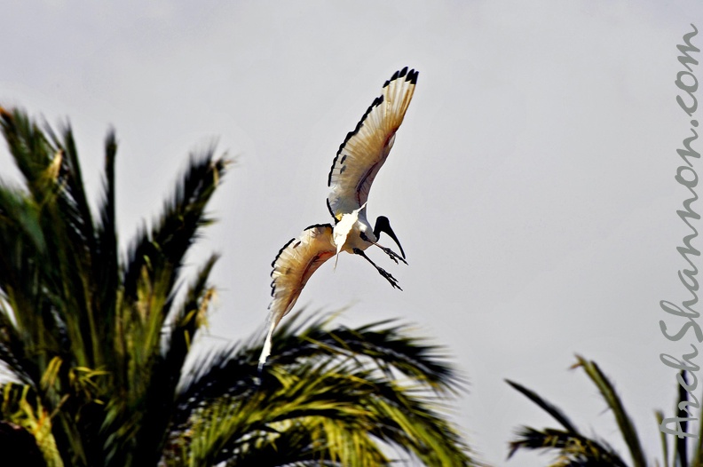 038-parque las aguilas - airshow