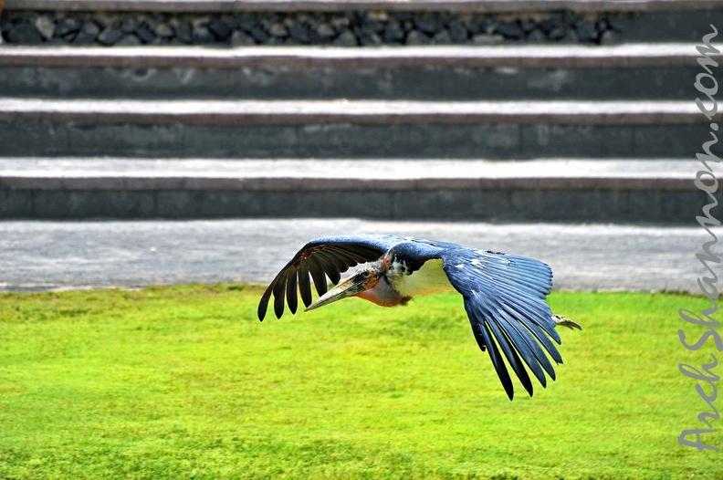 066-parque las aguilas - airshow